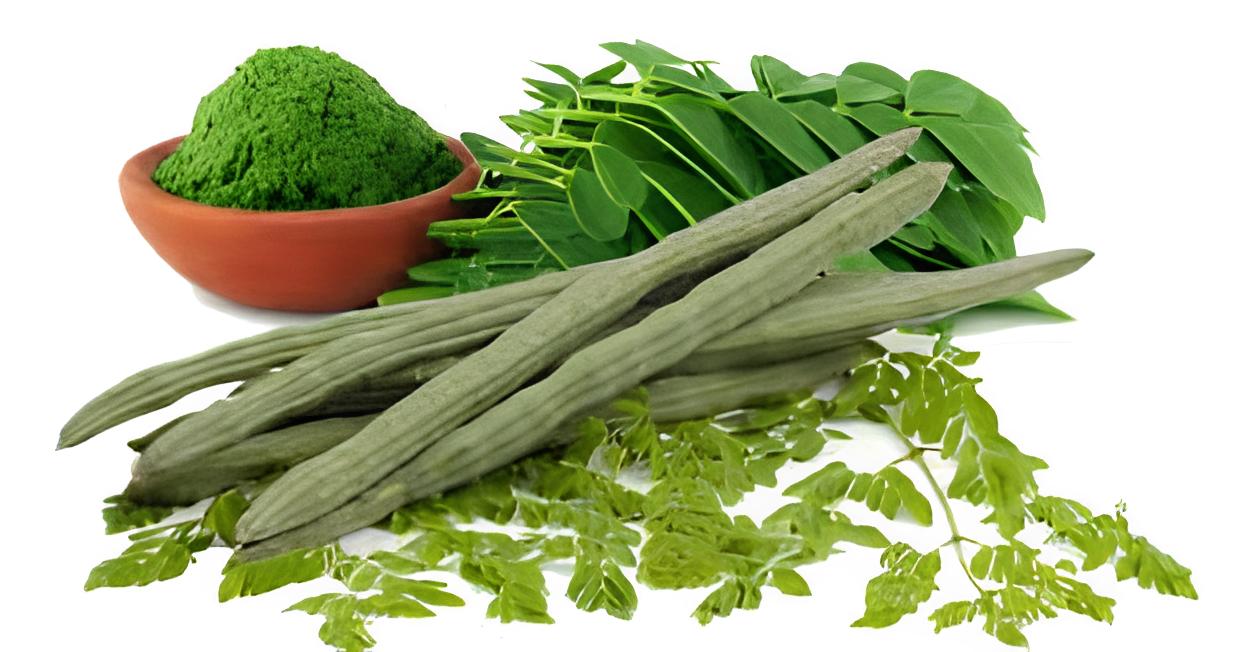 Moringa - A Powerhouse of Nutrients